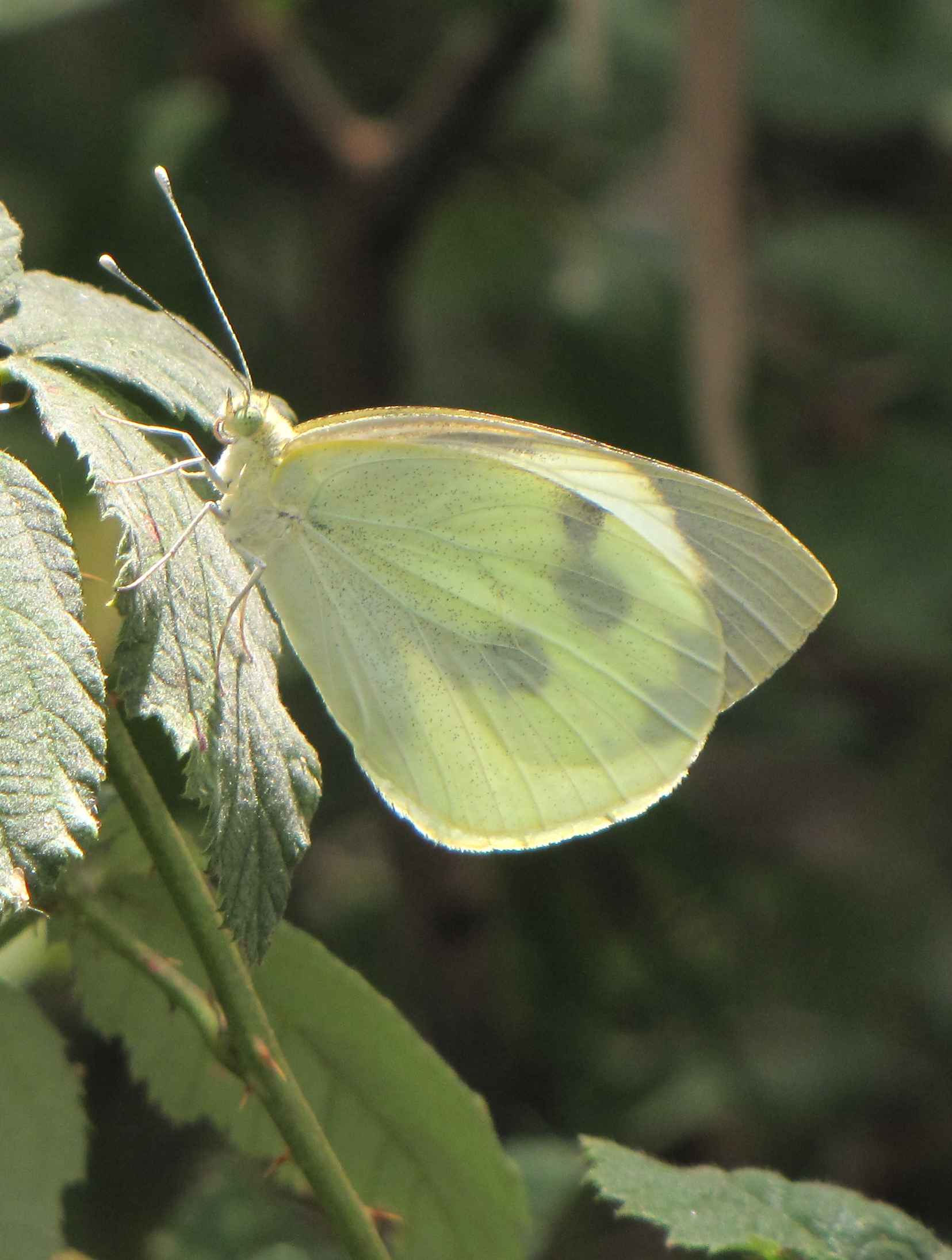 pieris brassicae? - S, Pieris brassicae